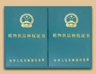 國家給三七頒發(fā)了這個證書，歷史首次！