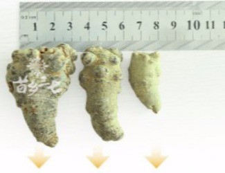 三七頭數(shù)與藥效的關聯(lián)，只看頭數(shù)并不正確