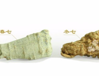 春三七與冬三七區(qū)別詳解，選三七尤其需要注意的知識(shí)
