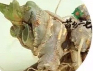 買(mǎi)三七注意事項(xiàng)，帶剪口和不帶剪口的巨大區(qū)別