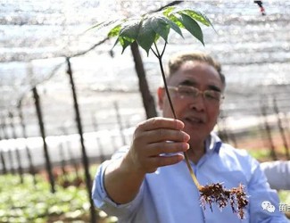 張伯禮院士這樣說三七！