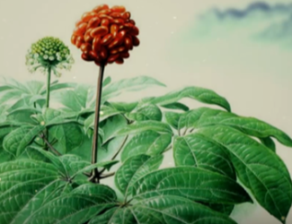 為什么說三七是“十全十美”的植物？