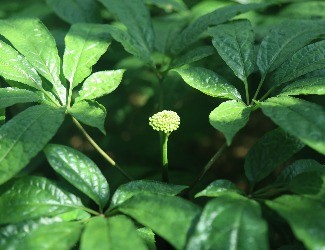 三七怎么吃：涼拌三七花蟲草花，風雅吃花，清爽養(yǎng)生