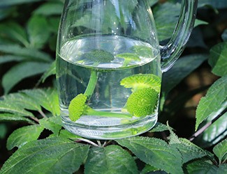 三七怎么吃——三七花雪碧飲，夏日里的一杯“怡紅快綠”