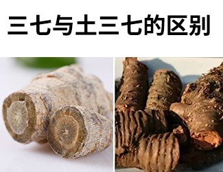 揭秘土三七和三七的差異性，警惕吃錯易導(dǎo)致肝臟衰竭