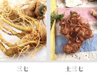 文山三七價(jià)格琳瑯滿目，當(dāng)心三七和土三七區(qū)別