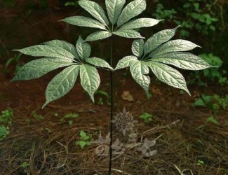 人有九種性格，三七粉有寒熱之分嗎？